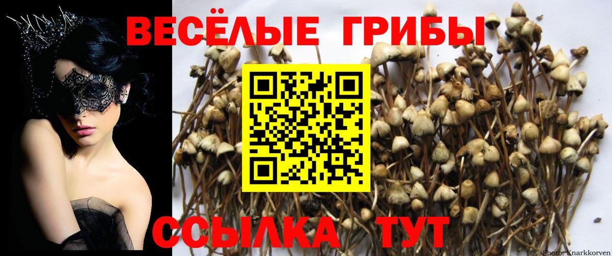 Большой Камень  Псилоцибиновые грибы Magic Shrooms  Вход с VPN 